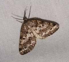 Eufidonia discospilata