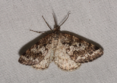 Eufidonia discospilata