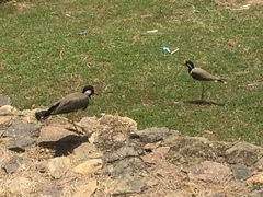 Vanellus indicus lankae