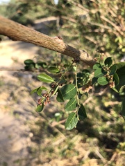 Phyllanthus reticulatus reticulatus
