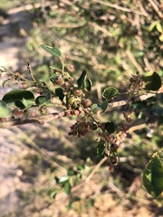 Phyllanthus reticulatus reticulatus