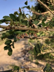 Phyllanthus reticulatus reticulatus