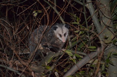 Didelphis virginiana
