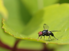 Seioptera vibrans