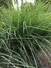 Carex virgata