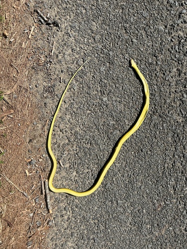 Common Tree Snake sighting