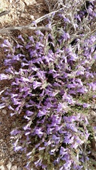 Penstemon caespitosus