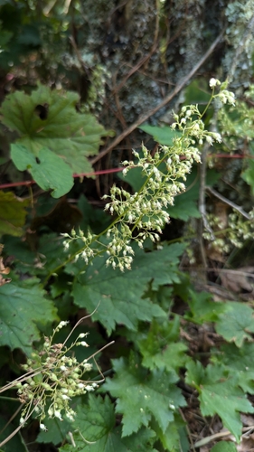 Image of Heuchera villosa by (c) Alina Martin, some rights reserved (CC BY)
