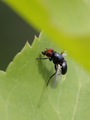 Seioptera vibrans