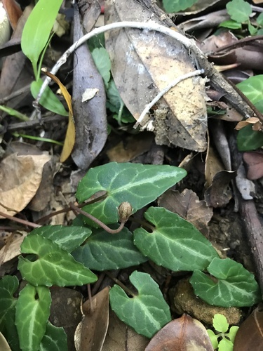 Image of Viola boissieuana by no rights reserved