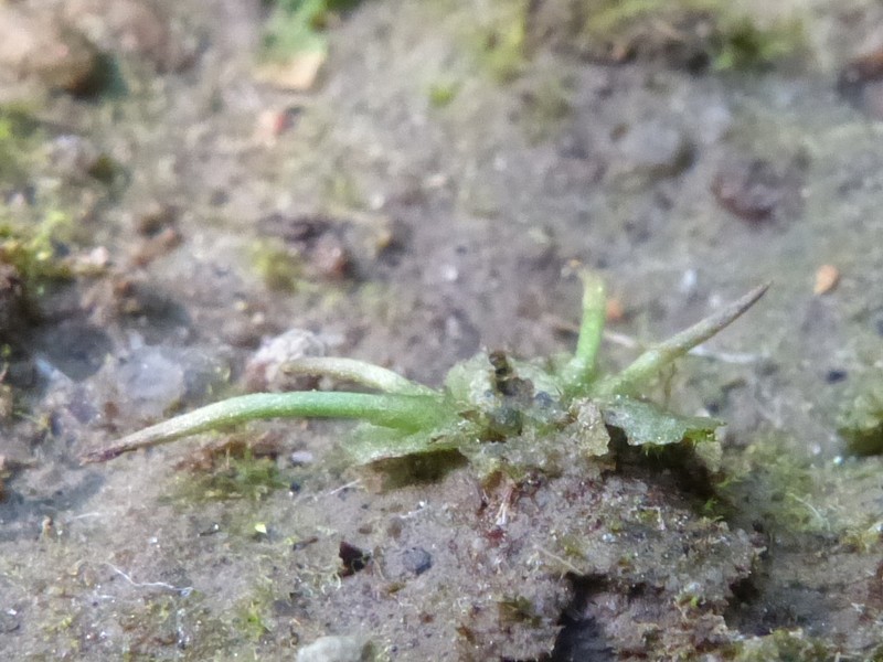 Anthoceros macounii