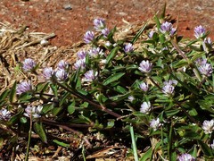 Gomphrena celosioides