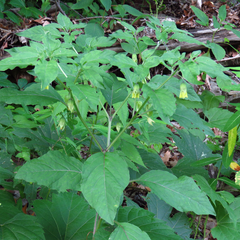 Physalis longifolia subglabrata