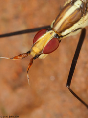 Telostylinus lineolatus