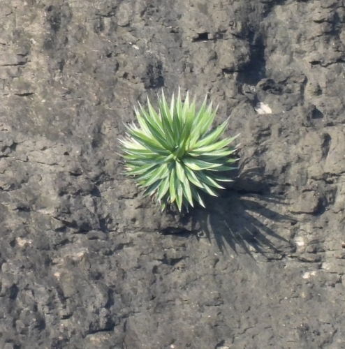 Masparillo agave (Agave impressa)