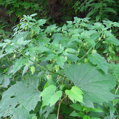 Physalis longifolia subglabrata