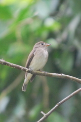 Muscicapa williamsoni