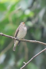 Muscicapa williamsoni