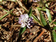 Gomphrena celosioides