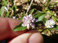 Gomphrena celosioides