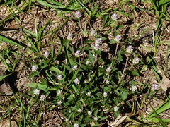 Gomphrena celosioides