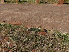Gomphrena celosioides