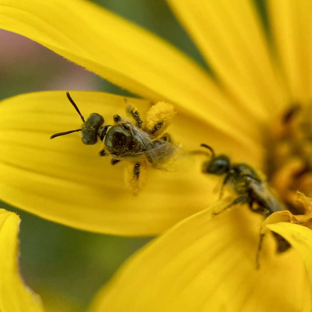 Bequaert's Fairy Bee
