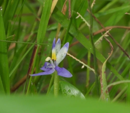 Image of Roundleaf Mud-Plantain (Heteranthera rotundifolia) by no rights reserved