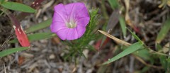 Ipomoea capillacea