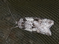 Nycteola