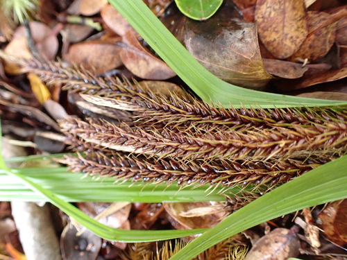 Carex alligata