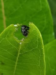 Rhyssomatus lineaticollis