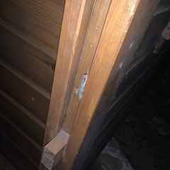 Phyllodactylus palmeus