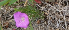 Ipomoea capillacea