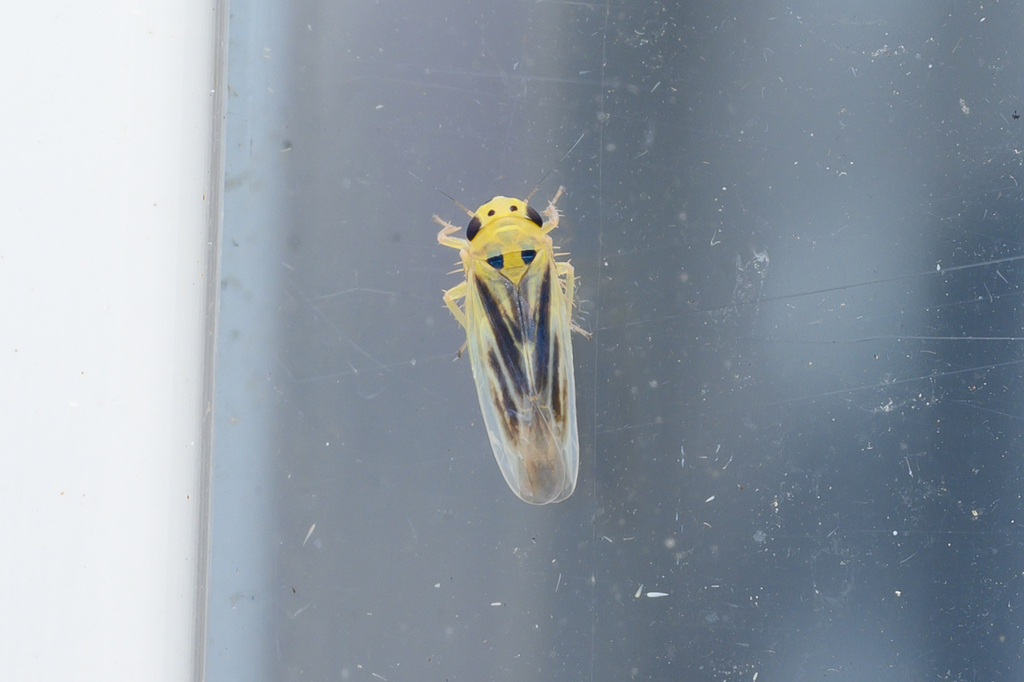 Macrosteles brunneus