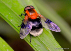 Volucella ruficauda