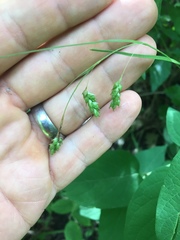 Carex formosa