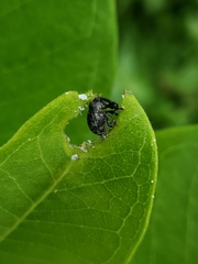 Rhyssomatus lineaticollis