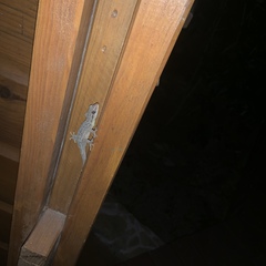 Phyllodactylus palmeus