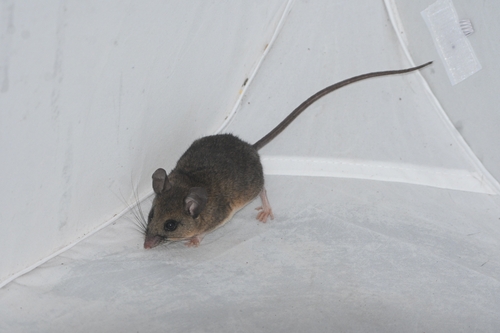 El Carrizo Deer Mouse (Peromyscus ochraventer) — Endangered Mammalia