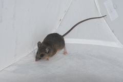 El Carrizo Deermouse photo 1