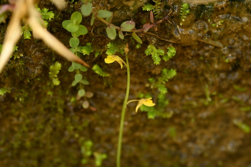 Image of Utricularia bifida by (c) 曾昱承 Yu-Cheng Zeng, some rights reserved (CC BY)