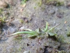 Anthoceros macounii