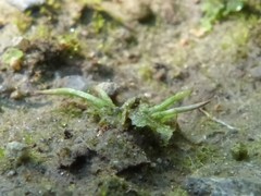 Anthoceros macounii