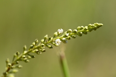 Lysimachia fortunei, photograph (c) 曾昱承 Yu-Cheng Zeng, some rights reserved (CC BY)
