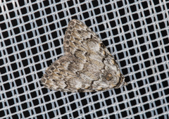 Meganola strigula