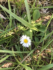 Bellis perennis