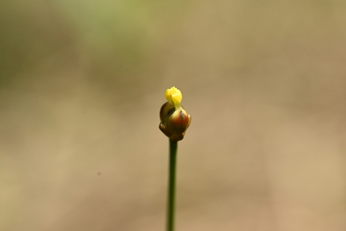 Xyris formosana