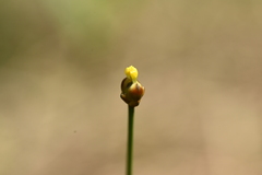 Xyris formosana