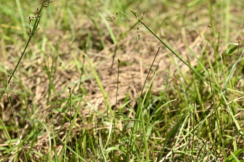 Xyris formosana, photograph 5